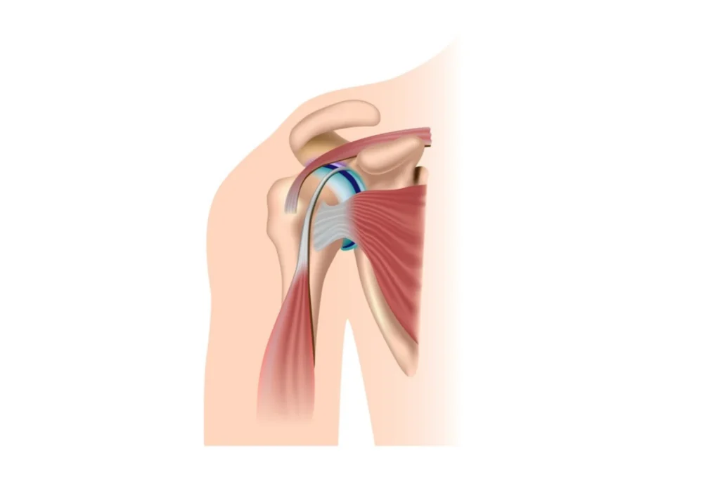 Shoulder tendon anatomy