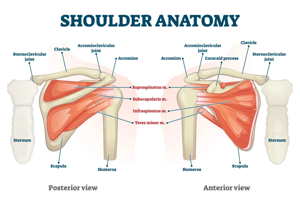 shoulder anatomy diagram Shoulder anatomy diagram