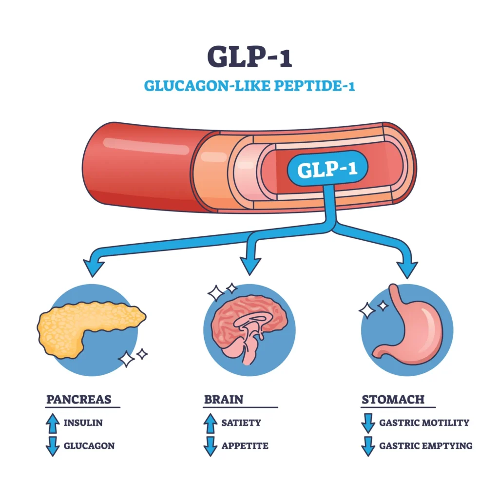 Diagram showing how GLP-1 acts on the pancreas, brain, and stomach, including slowed gastric emptying